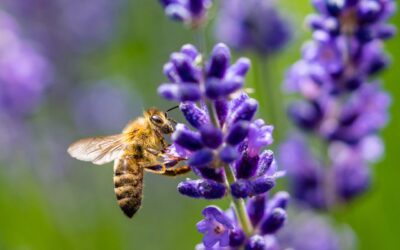 La qPCR pour lutter contre les risques pathologiques de nos abeilles
