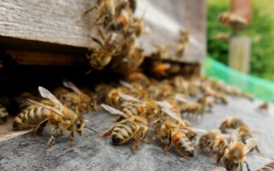 Analyse PCR des abeilles : comprendre et prévenir la mortalité des ruches avec PathoBee