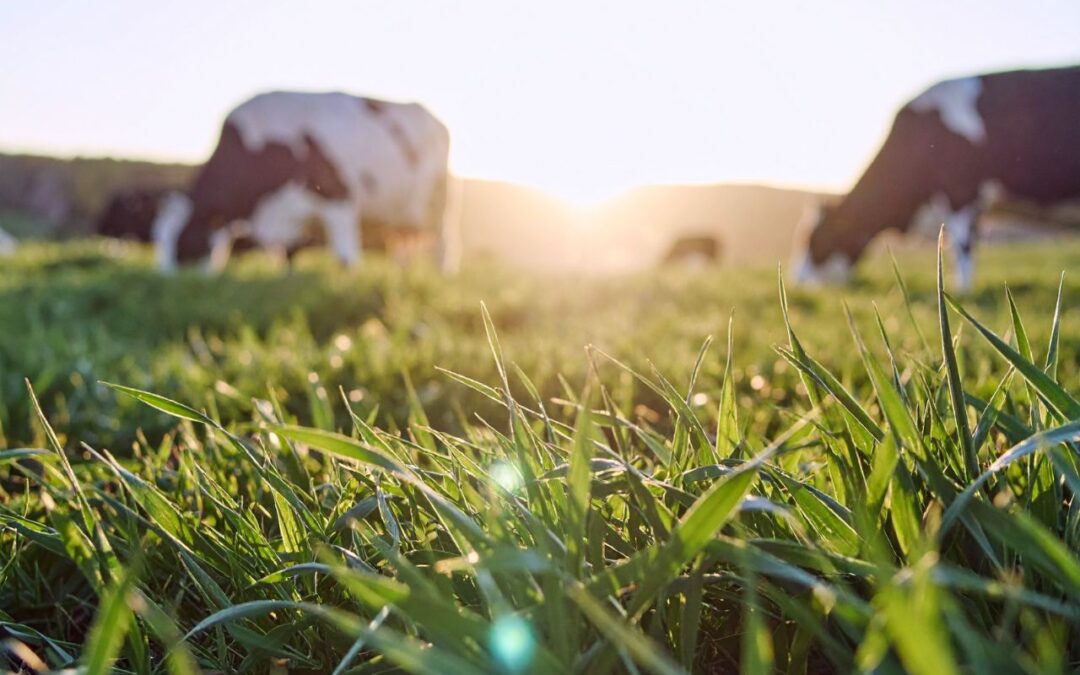 Mise à l’herbe : une période à haut risque métabolique chez les bovins