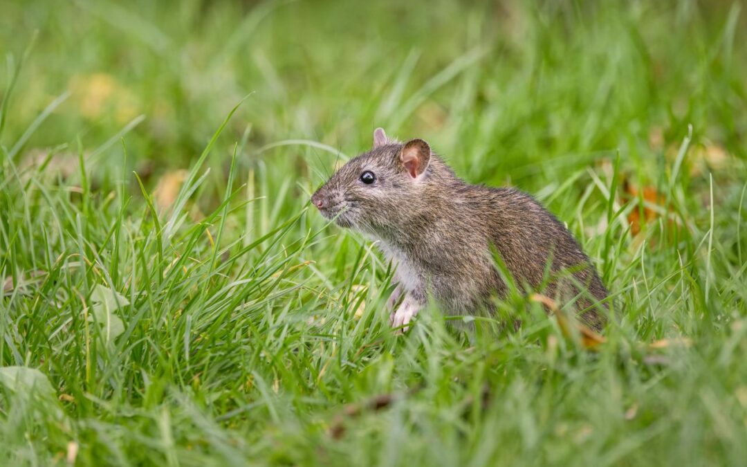 Hantavirus : une infection environnementale à surveiller chez l’homme et dans les environnements d’élevage