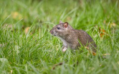 Hantavirus : une infection environnementale à surveiller chez l’homme et dans les environnements d’élevage
