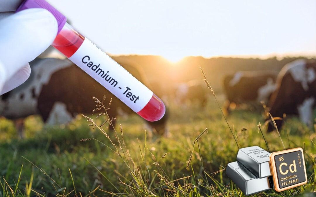 Cadmium : une contamination environnementale à surveiller en élevage et dans l’alimentation